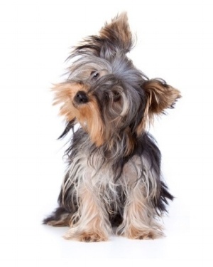 FFree-WhatIsFF-Dog-624711-edited-686050-edited-729965-edited