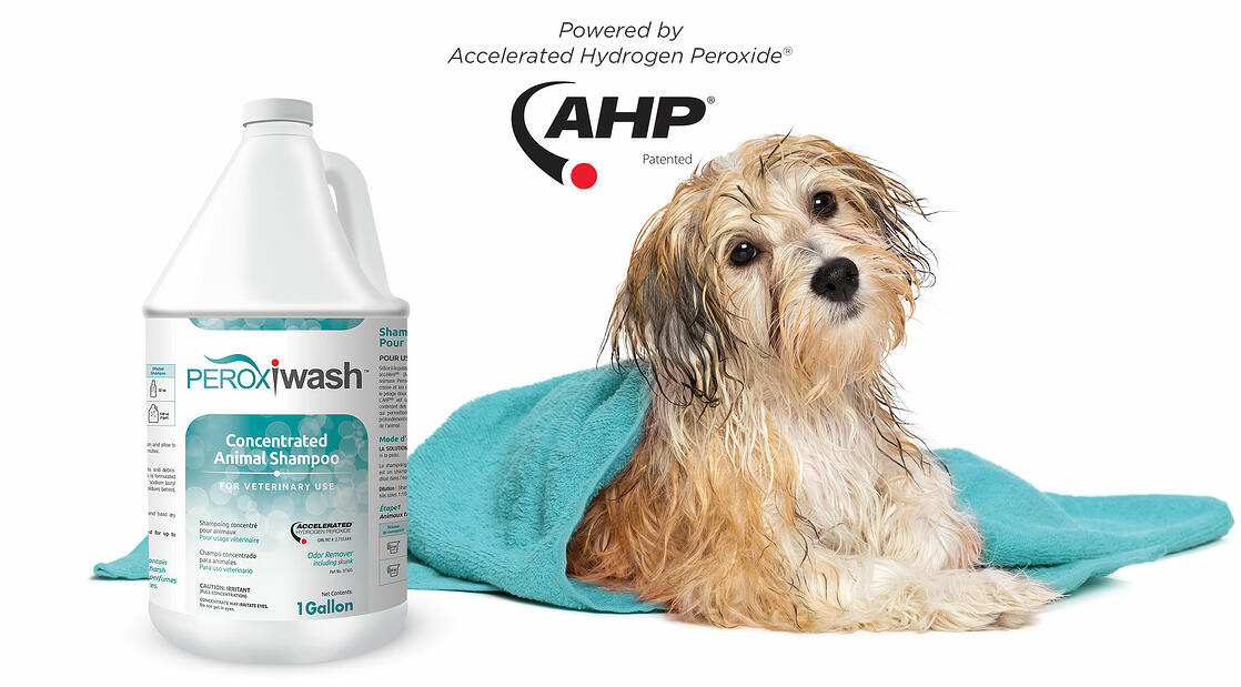 Hydrogen Peroxide Shampoo For Dogs Goldenacresdogs Hydrogen Peroxide Shampoo For Dogs