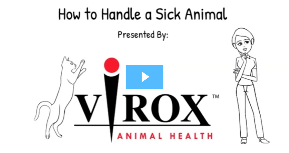 How To Handle a Sick Animal