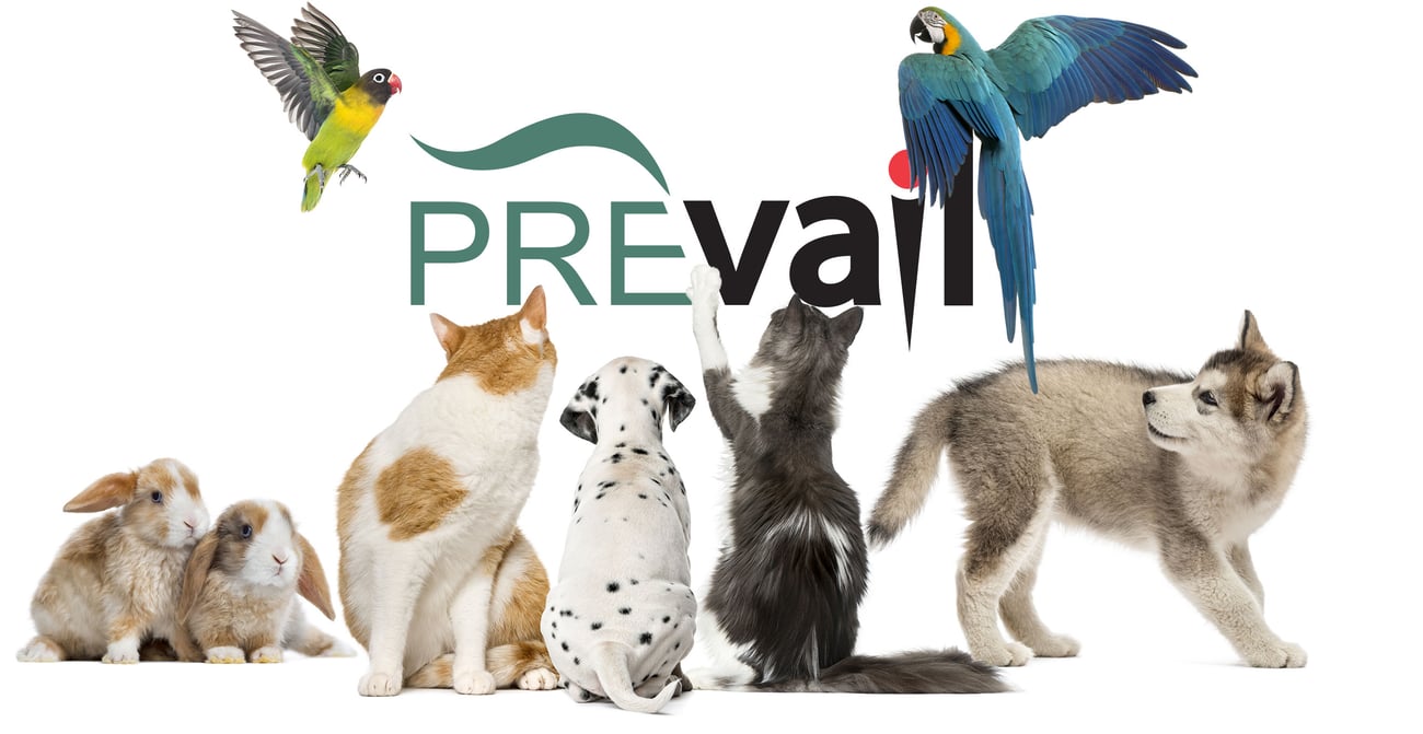 Header-Comp-PrevailFamily