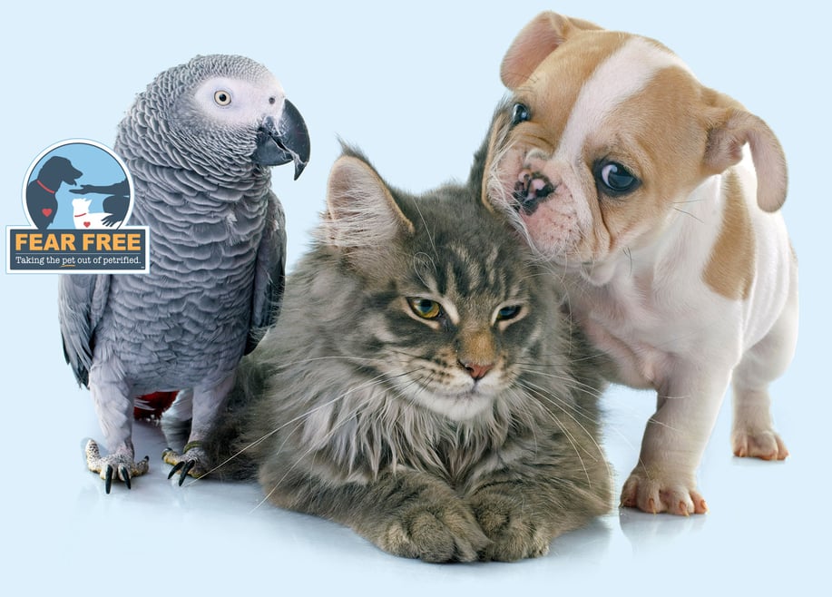 Animal Group