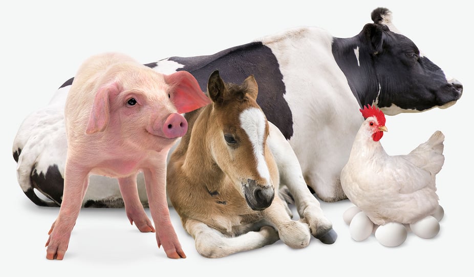 Farm Animal Group