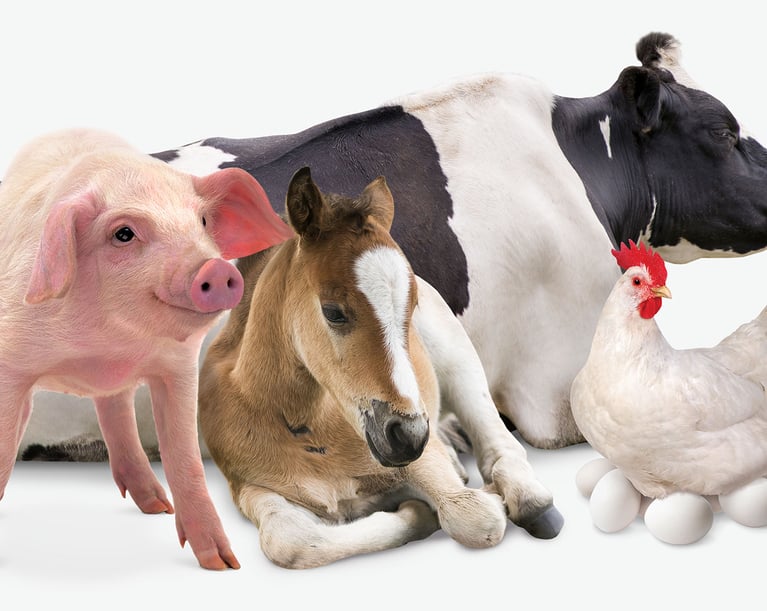 Virox Animal Health | Veterinary & Farm Disinfectants