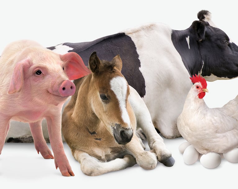 Virox Animal Health | Veterinary & Farm Disinfectants Virox Animal Health | Veterinary & Farm Disinfectants