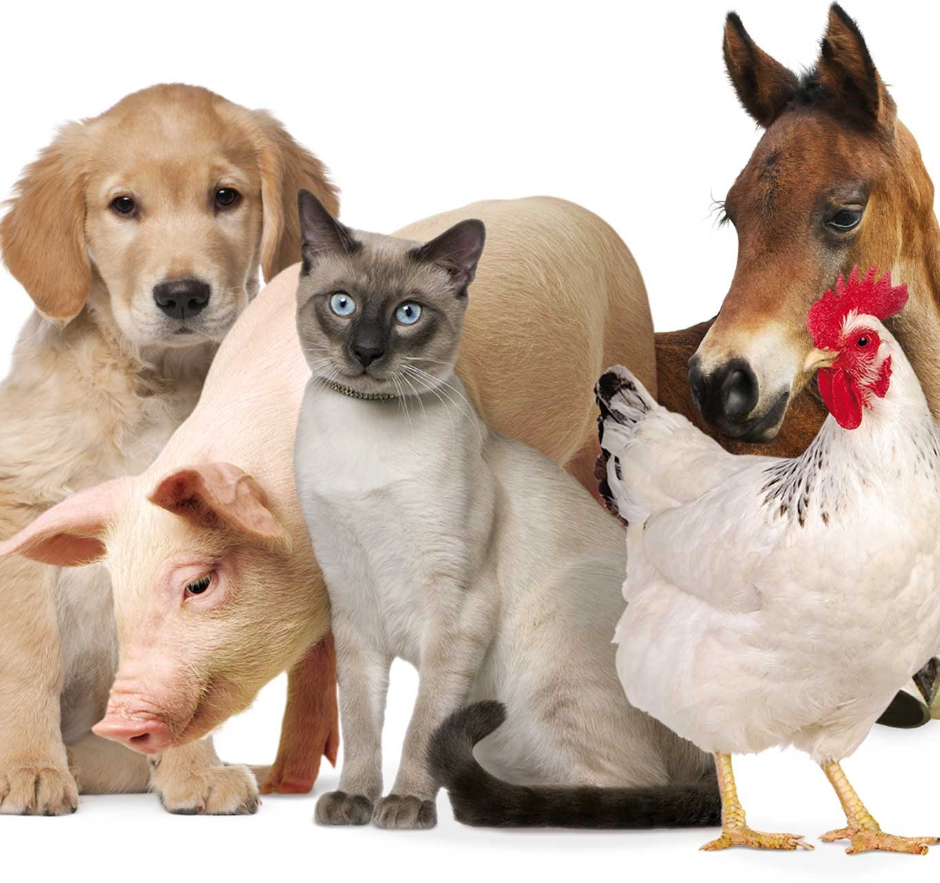 Virox Animal Health | Veterinary & Farm Disinfectants Virox Animal Health | Veterinary & Farm Disinfectants