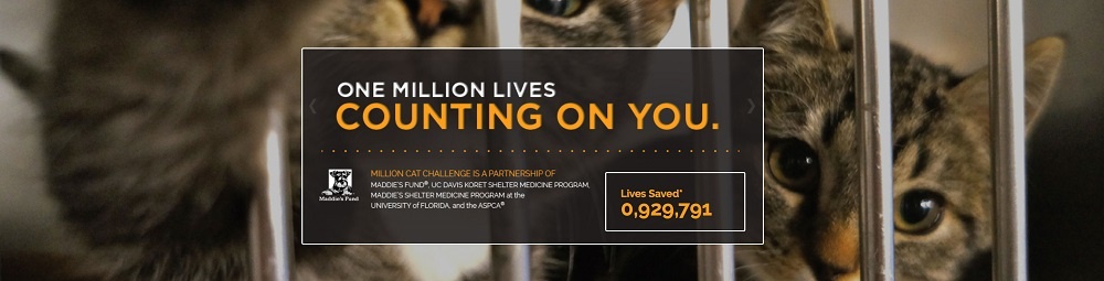 cat-challenge.jpg